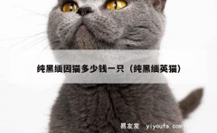 纯黑缅因猫多少钱一只（纯黑缅英猫）