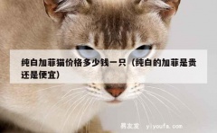 纯白加菲猫价格多少钱一只（纯白的加菲是贵还是便宜）