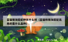 蓝猫银渐层配种长什么样（蓝猫和银渐层配出来的是什么品种）