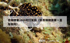 养锦鲤要24小时打氧吗（家养锦鲤需要一直加氧吗）