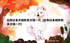 拉布拉多犬纯种多少钱一只（拉布拉多纯种狗多少钱一只）