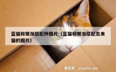 蓝猫和银渐层配种图片（蓝猫和银渐层配出来猫的图片）