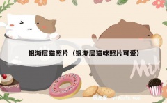 银渐层猫照片（银渐层猫咪照片可爱）