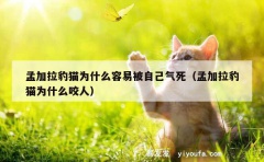 孟加拉豹猫为什么容易被自己气死（孟加拉豹猫为什么咬人）