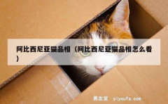 阿比西尼亚猫品相（阿比西尼亚猫品相怎么看）