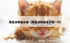 黑色波斯猫价格（黑色波斯猫多少钱一只）