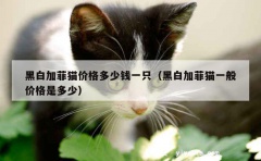 黑白加菲猫价格多少钱一只（黑白加菲猫一般价格是多少）