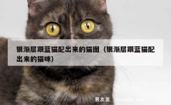 银渐层跟蓝猫配出来的猫图（银渐层跟蓝猫配出来的猫咪）