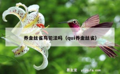 养金丝雀鸟犯法吗（qui养金丝雀）