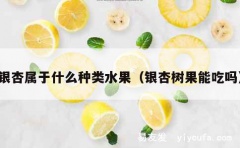 银杏属于什么种类水果（银杏树果能吃吗）