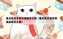 重点色白手套布偶猫多少钱（重点色手套布偶猫品相怎么看）