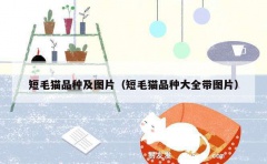 短毛猫品种及图片（短毛猫品种大全带图片）