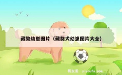 藏獒幼崽图片（藏獒犬幼崽图片大全）