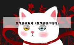 金渐层猫照片（金渐层猫长啥样）