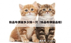 极品布偶猫多少钱一只（极品布偶猫品相）