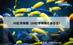 60缸养锦鲤（60缸养锦鲤几条合适）