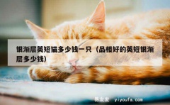 银渐层英短猫多少钱一只（品相好的英短银渐层多少钱）