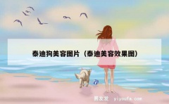 泰迪狗美容图片（泰迪美容效果图）