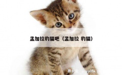 孟加拉豹猫吧（孟加拉 豹猫）