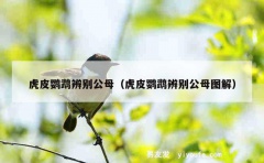 虎皮鹦鹉辨别公母（虎皮鹦鹉辨别公母图解）