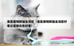 曼基康矮脚猫金渐层（曼基康矮脚猫金渐层好看还是银白色好看）