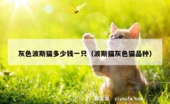 灰色波斯猫多少钱一只（波斯猫灰色猫品种）