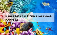 孔雀鱼小鱼苗怎么换水（孔雀鱼小鱼苗换水多久可以喂食）