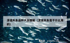 清道夫鱼品种大全图解（清道夫鱼是干什么用的）