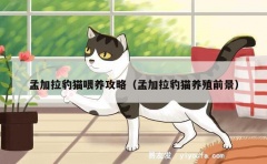 孟加拉豹猫喂养攻略（孟加拉豹猫养殖前景）