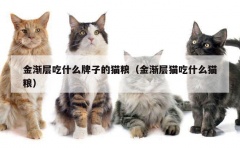 金渐层吃什么牌子的猫粮（金渐层猫吃什么猫粮）