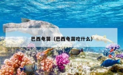 巴西龟苗（巴西龟苗吃什么）