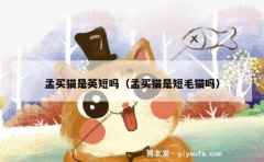 孟买猫是英短吗（孟买猫是短毛猫吗）