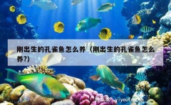 刚出生的孔雀鱼怎么养（刚出生的孔雀鱼怎么养?）