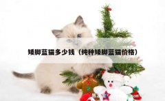 矮脚蓝猫多少钱（纯种矮脚蓝猫价格）