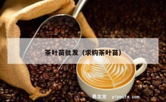 茶叶苗批发（求购茶叶苗）