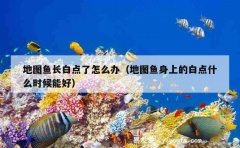 地图鱼长白点了怎么办（地图鱼身上的白点什么时候能好）